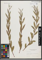 Foto von Salix alba L.